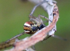 Mangora acalypha
