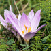 Portuguese Colchicum - Photo (c) Sarah Gregg, some rights reserved (CC BY-NC-SA), uploaded by Sarah Gregg