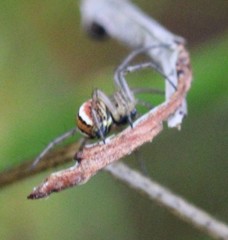 Mangora acalypha