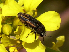 Acmaeoderella sefrensis