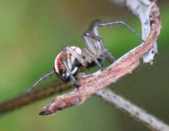 Mangora acalypha