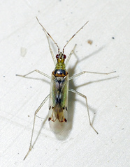 Dicyphus hyalinipennis