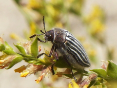 Julodis onopordi sommeri