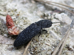 Lacon punctatus
