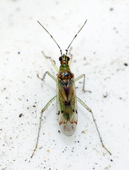 Dicyphus hyalinipennis