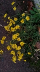 Senecio inaequidens