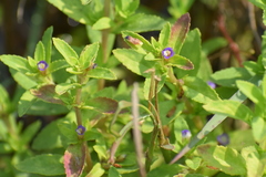 Limnophila chinensis