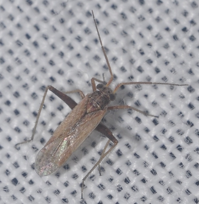 Dimorphocoris debilis