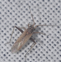 Dimorphocoris debilis debilis