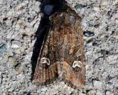 Lacinipolia stricta