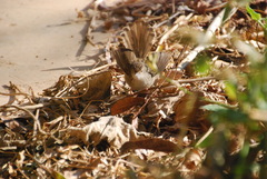 Prinia gracilis