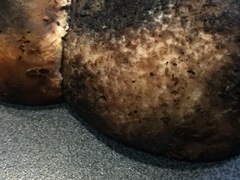 Leccinum ponderosum