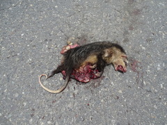 Didelphis pernigra