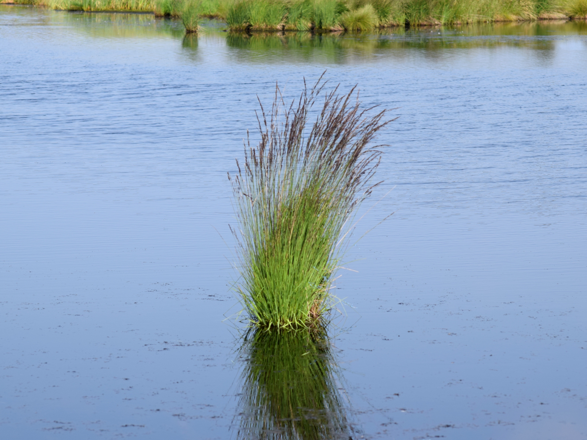 Molinia