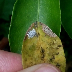 Insecta