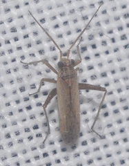 Dimorphocoris debilis debilis