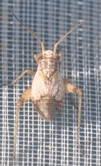 Dimorphocoris debilis debilis
