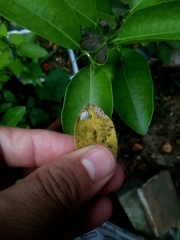 Insecta
