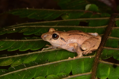Pristimantis delius