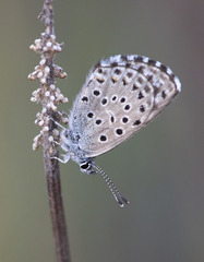 Pseudophilotes panoptes