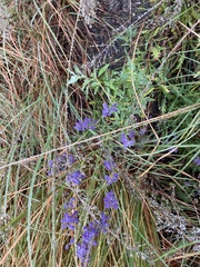 Salvia yangii