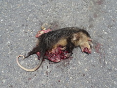 Didelphis pernigra