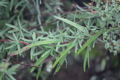 Aldama linearis
