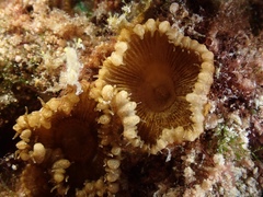 Palythoa