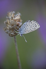 Pseudophilotes panoptes