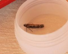 Aristotelia subdecurtella