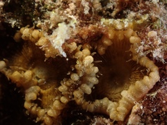 Palythoa