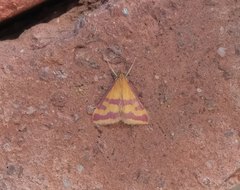 Pyrausta sanguinalis