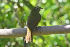 Schiffornis virescens