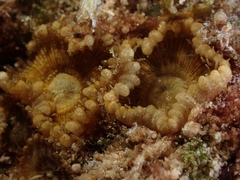 Palythoa