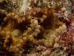 Palythoa