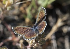 Pseudophilotes panoptes