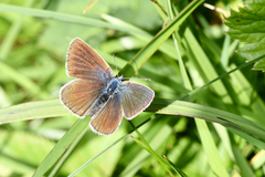 Cyaniris semiargus
