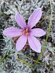Crocus sativus