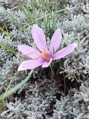 Crocus sativus