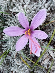 Crocus sativus