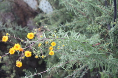 Aldama linearis