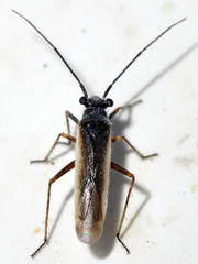 Dimorphocoris satyriscus