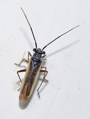 Dimorphocoris satyriscus