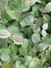 Viburnum carlesii