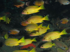 Yellow-Lined Snapper photo 3