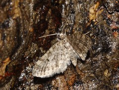 Eupithecia annulata