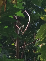 Ptilinopus purpuratus