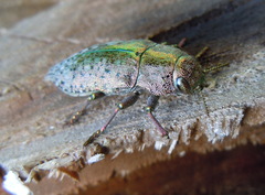 Dicerca berolinensis