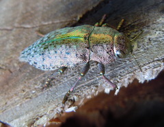 Dicerca berolinensis