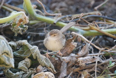 Prinia gracilis